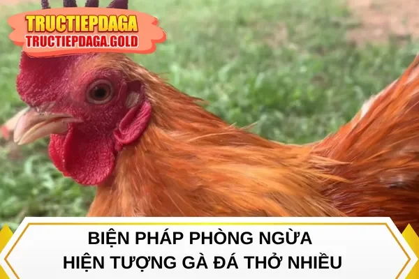 Biện pháp phòng ngừa hiện tượng gà đá thở nhiều