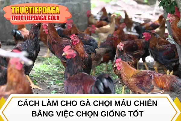 Cách làm cho gà chọi máu chiến bằng việc chọn giống tốt