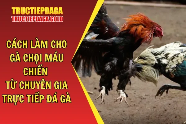 Cách Làm Cho Gà Chọi Máu Chiến Từ Chuyên Gia Trực Tiếp Đá Gà