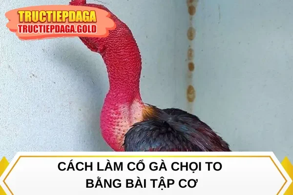 Cách làm cổ gà chọi to bằng bài tập cơ
