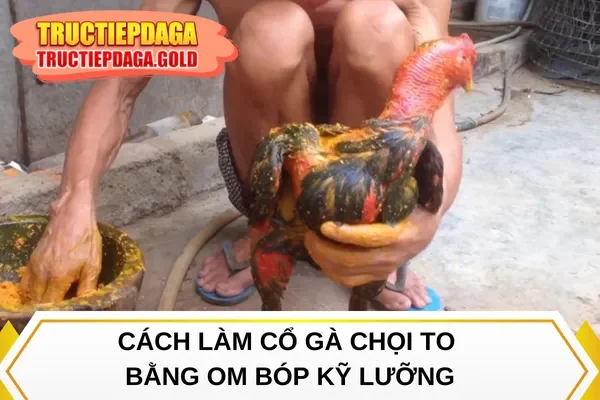 Cách làm cổ gà chọi to bằng om bóp kỹ lưỡng