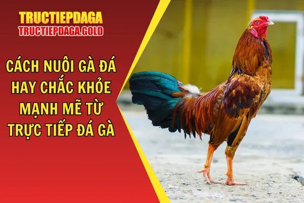 Cách Nuôi Gà Đá Hay Chắc Khỏe Mạnh Mẽ Từ Trực Tiếp Đá Gà