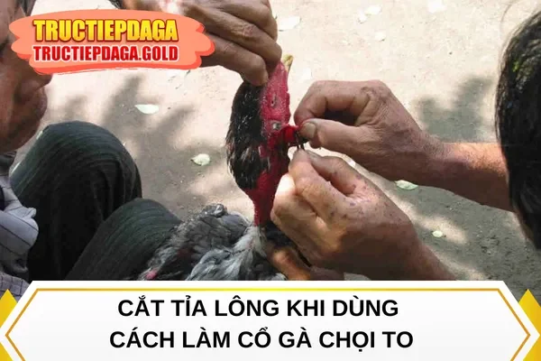 Cắt tỉa lông khi dùng cách làm cổ gà chọi to