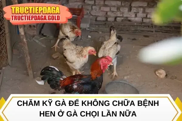 Chăm kỹ gà để không chữa bệnh hen ở gà chọi lần nữa