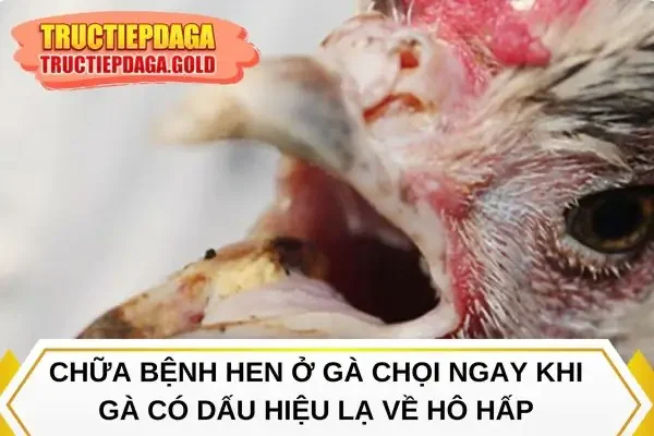 Chữa bệnh hen ở gà chọi ngay khi gà có dấu hiệu lạ về hô hấp