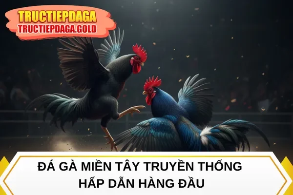 Đá gà miền Tây truyền thống hấp dẫn hàng đầu