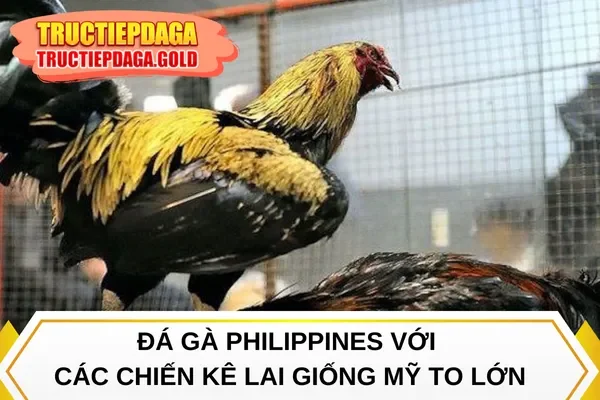 Đá gà Philippines với các chiến kê lai giống Mỹ to lớn