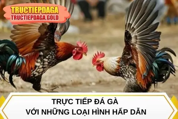 Đá gà Thomo với những loại hình hấp dẫn
