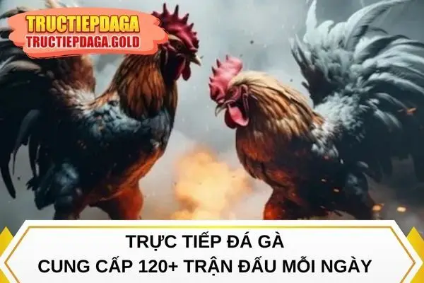 Đá gà trực tiếp hôm nay cung cấp 120+ trận đấu mỗi ngày