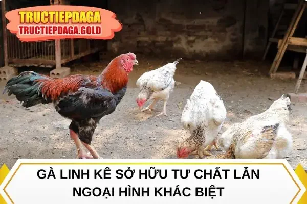 Gà linh kê sở hữu tư chất lẫn ngoại hình khác biệt