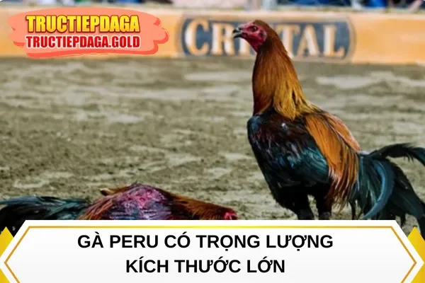 Gà Peru có trọng lượng, kích thước lớn