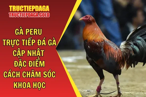 Gà Peru Trực Tiếp Đá Gà Cập Nhật Đặc Điểm, Cách Chăm Sóc Khoa Học