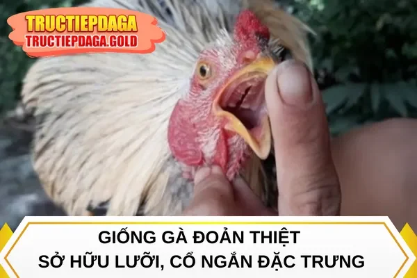 Giống gà đoản thiệt sở hữu lưỡi, cổ ngắn đặc trưng