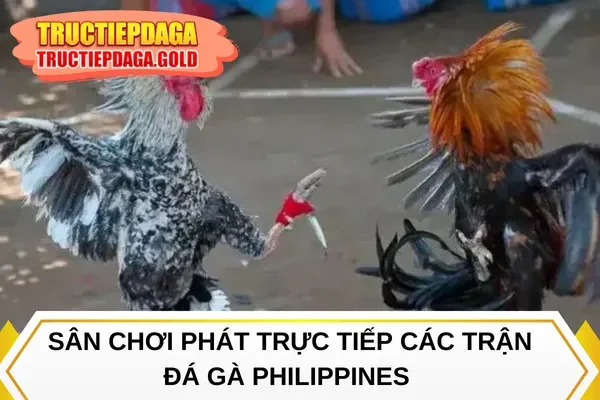 Sân chơi phát trực tiếp các trận đá gà Philippines