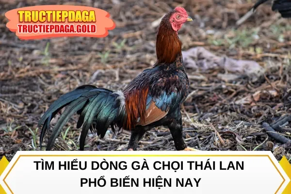Tìm hiểu dòng gà chọi Thái Lan phổ biến hiện nay