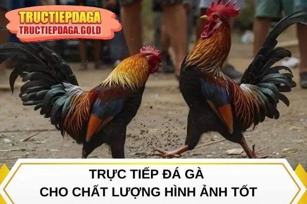 Trực Tiếp Đá Gà cho chất lượng hình ảnh tốt