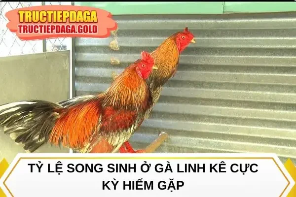 Tỷ lệ song sinh ở gà linh kê cực kỳ hiếm gặp
